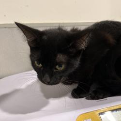Shelter Stray Female Cat last seen , 3607 N Armenia Ave, Tampa, FL 33607, USA