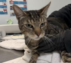 Shelter Stray Male Cat last seen Near 43rd Street, San Diego, CA, 92105, 5500 Gaines St, San Diego, CA 92110, USA