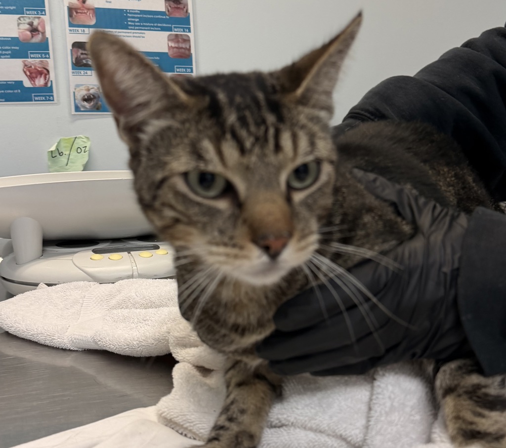 Shelter Stray Male Cat last seen Near 43rd Street, San Diego, CA, 92105, 5500 Gaines St, San Diego, CA 92110, USA