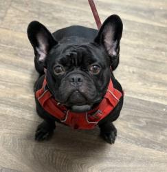 Shelter Stray Male Dog last seen Near Ulric Street, San Diego, CA, 92111, 5500 Gaines St, San Diego, CA 92110, USA