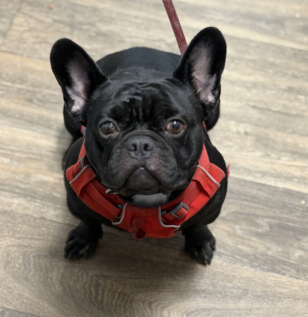 Shelter Stray Male Dog last seen Near Ulric Street, San Diego, CA, 92111, 5500 Gaines St, San Diego, CA 92110, USA