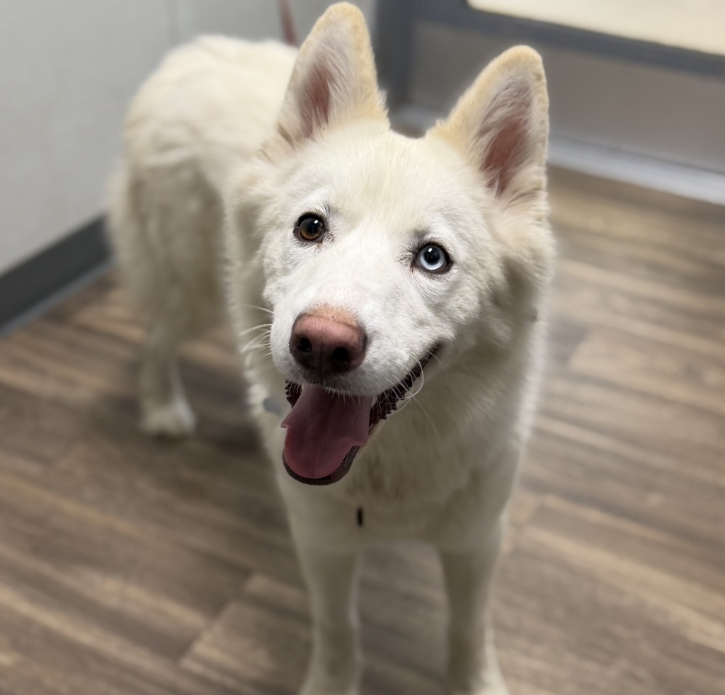 Shelter Stray Female Dog last seen Near National Avenue, San Diego, CA, 92113, 5500 Gaines St, San Diego, CA 92110, USA