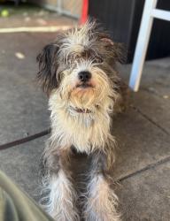 Shelter Stray Male Dog last seen Coronado Avenue, San Diego, CA, 92154, 5500 Gaines St, San Diego, CA 92110, USA