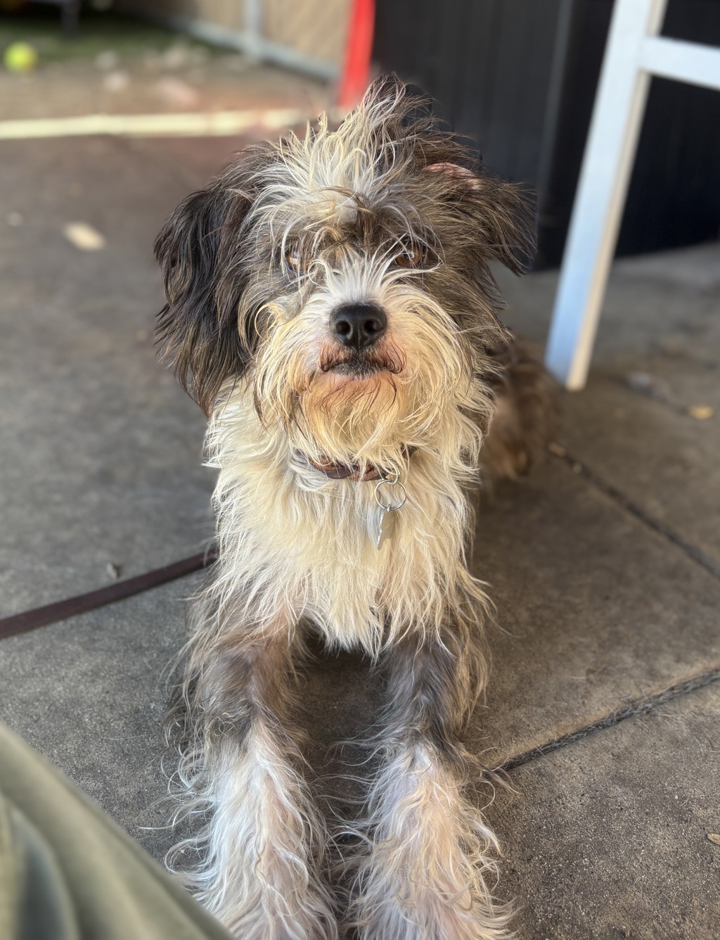 Shelter Stray Male Dog last seen Coronado Avenue, San Diego, CA, 92154, 5500 Gaines St, San Diego, CA 92110, USA