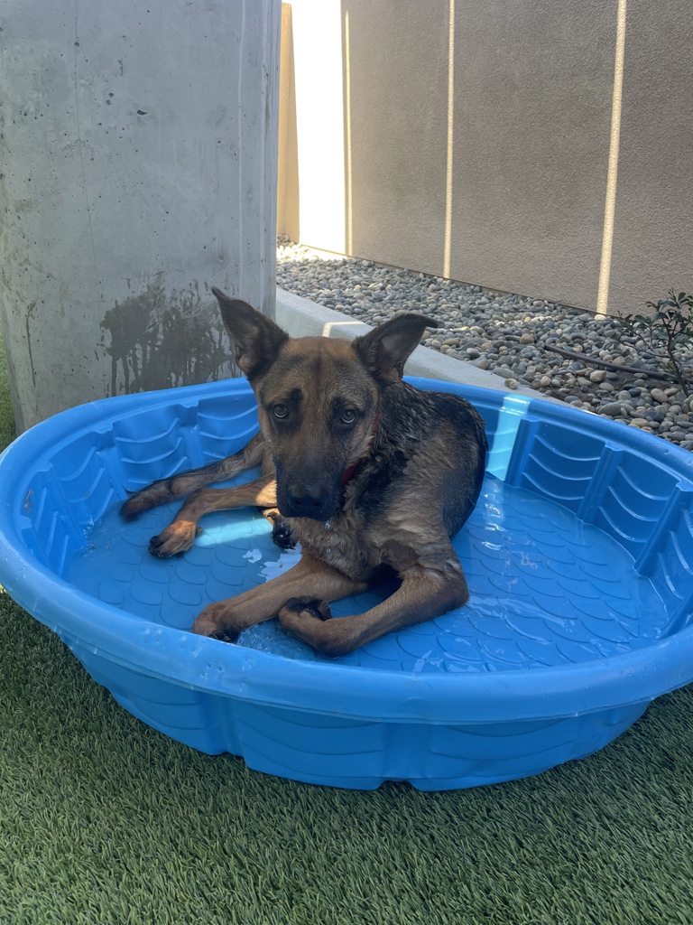 Shelter Stray Male Dog last seen Near Friars Road, San Diego, CA, 92108, 5500 Gaines St, San Diego, CA 92110, USA