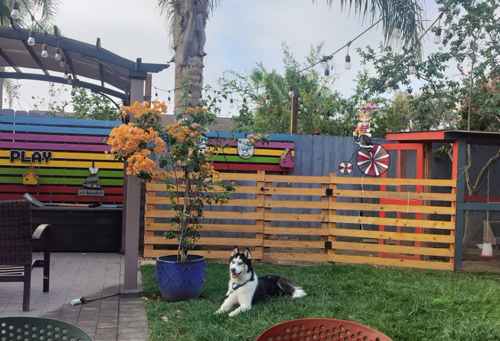 Shelter Stray Male Dog last seen N Ash Street, Escondido, CA, 92027, 5500 Gaines St, San Diego, CA 92110, USA
