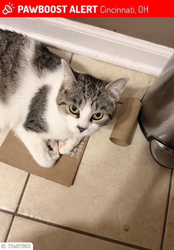 Lost Female Cat last seen Collinsdale, Cincinnati, OH 45230