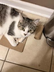 Lost Female Cat last seen Collinsdale, Cincinnati, OH 45230