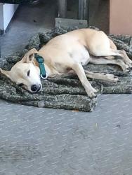 Found/Stray Female Dog last seen Calaks at Kicasters, Adkins, TX 78101
