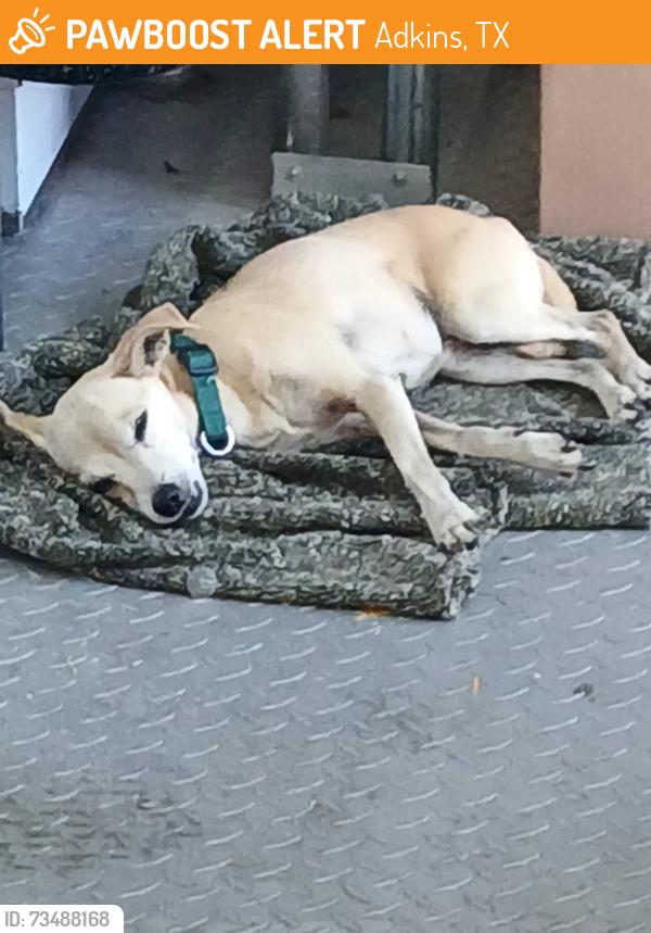 Found/Stray Female Dog last seen Calaks at Kicasters, Adkins, TX 78101