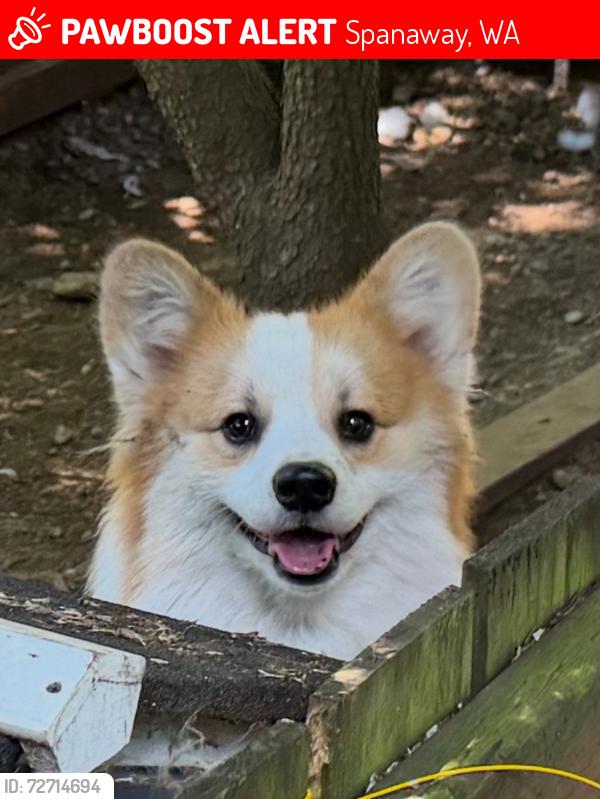 Lost Female Dog last seen 8th Ave S Roy, Spanaway, WA 98445
