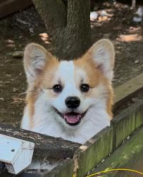 Lost Female Dog last seen 8th Ave S Roy, Spanaway, WA 98445