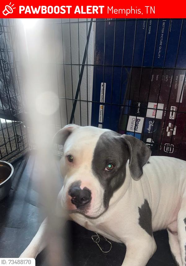 Lost Female Dog last seen Near Grenoble Lane, Memphis, TN 38115