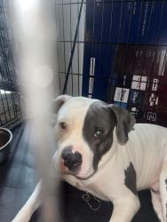 Lost Female Dog last seen Near Grenoble Lane, Memphis, TN 38115