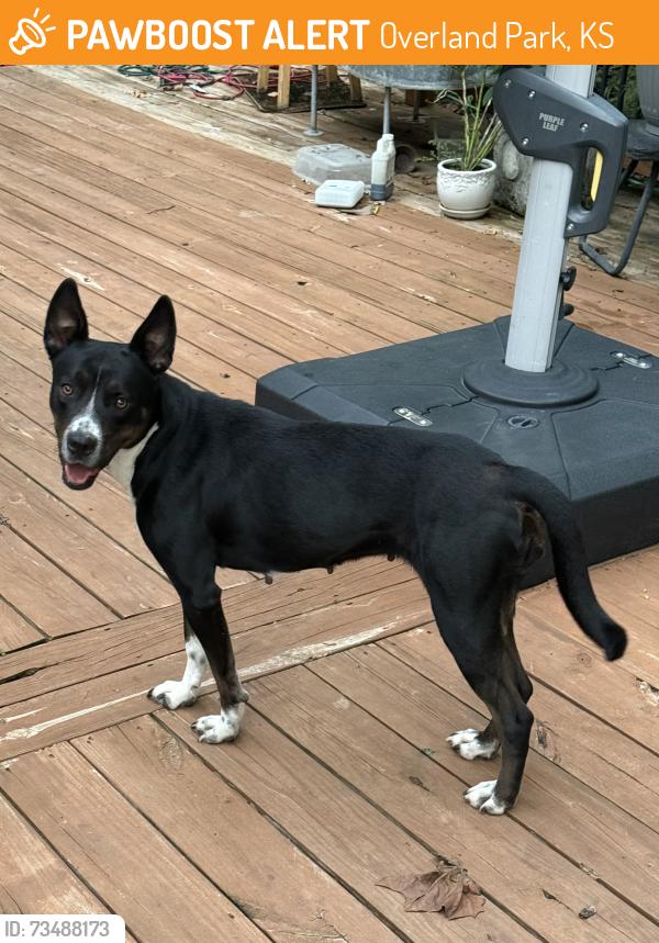 Found/Stray Female Dog last seen Near college and Antioch, Overland Park, KS 66210