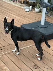 Found/Stray Female Dog last seen Near college and Antioch, Overland Park, KS 66210