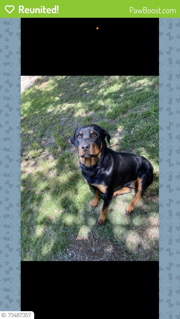 Reunited Female Dog last seen 704C & 807, Johnson County, TX 76031