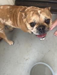 Found/Stray Unknown Dog last seen Silver Tourch, Beaumont, CA 92223