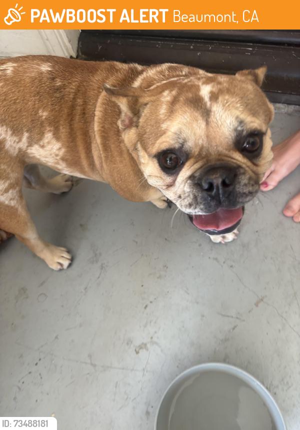 Found/Stray Unknown Dog last seen Silver Tourch, Beaumont, CA 92223