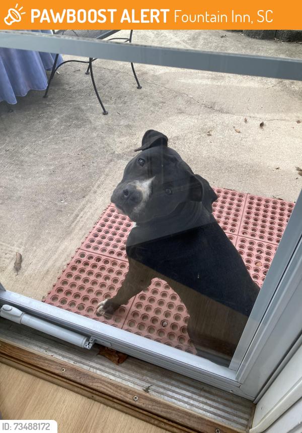Found/Stray Female Dog last seen Abercrombie Rd Fountain Inn SC, Fountain Inn, SC 29644