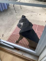 Found/Stray Female Dog last seen Abercrombie Rd Fountain Inn SC, Fountain Inn, SC 29644