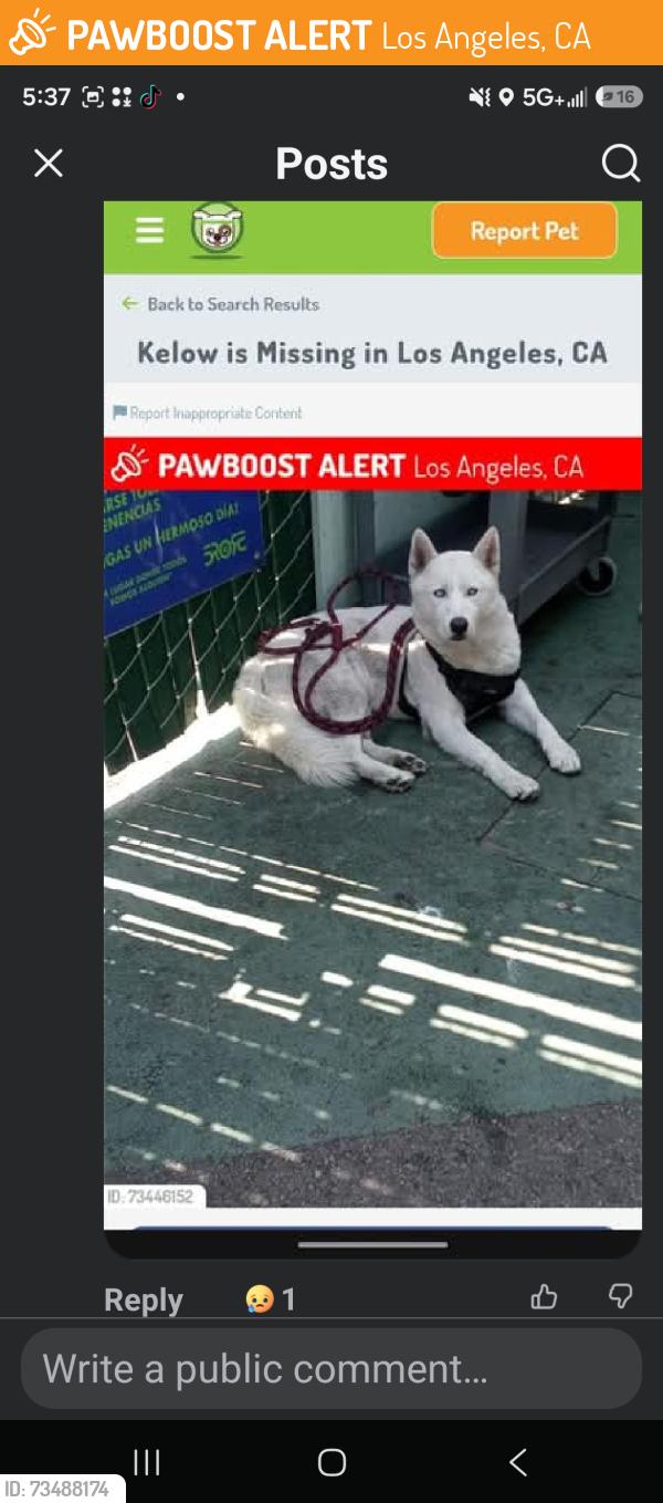 Found/Stray Male Dog last seen HAYVENHURST AND SHERMAN WAY, Los Angeles, CA 90012