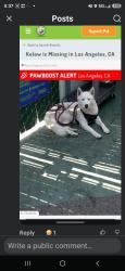 Found/Stray Male Dog last seen HAYVENHURST AND SHERMAN WAY, Los Angeles, CA 90012