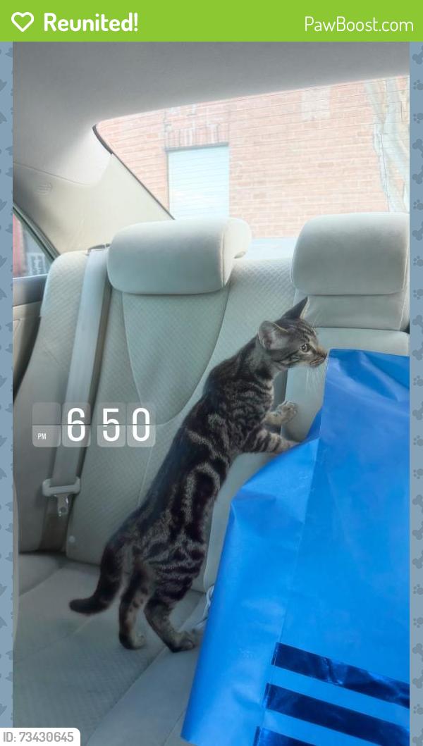 Reunited Unknown Cat last seen Near lynx ln 77478, Sugar Land, TX 77478