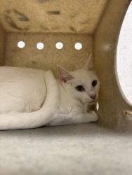 Shelter Stray Female Cat last seen Near N 1350 W, Clinton, UT 84015, USA, 1422 E 600 N, Fruit Heights, UT 84037, USA