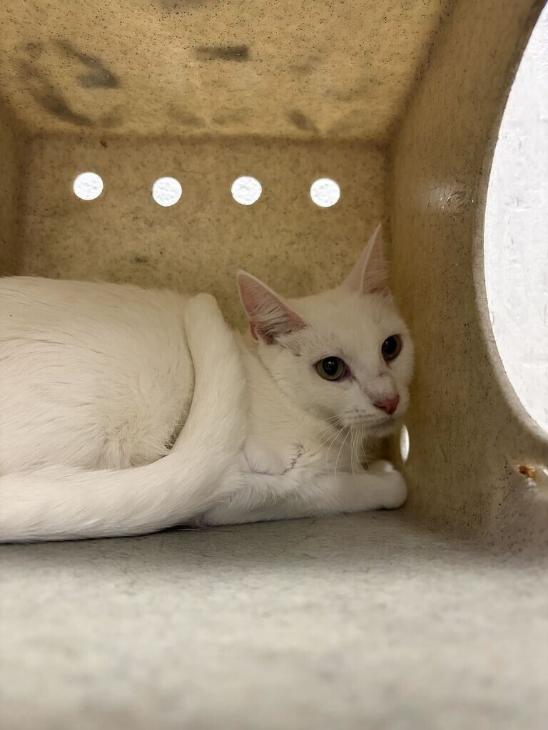 Shelter Stray Female Cat last seen Near N 1350 W, Clinton, UT 84015, USA, 1422 E 600 N, Fruit Heights, UT 84037, USA