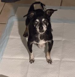 Found/Stray Male Dog last seen Redmill Boulevard, Virginia Beach, VA 23454