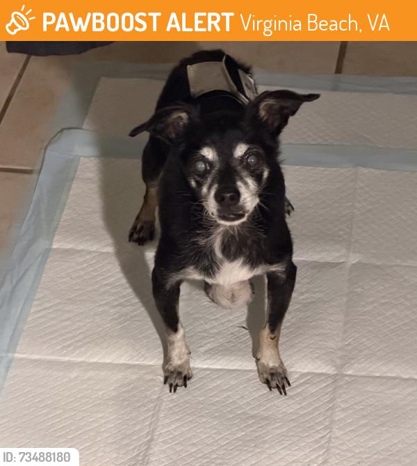 Found/Stray Male Dog last seen Redmill Boulevard, Virginia Beach, VA 23454