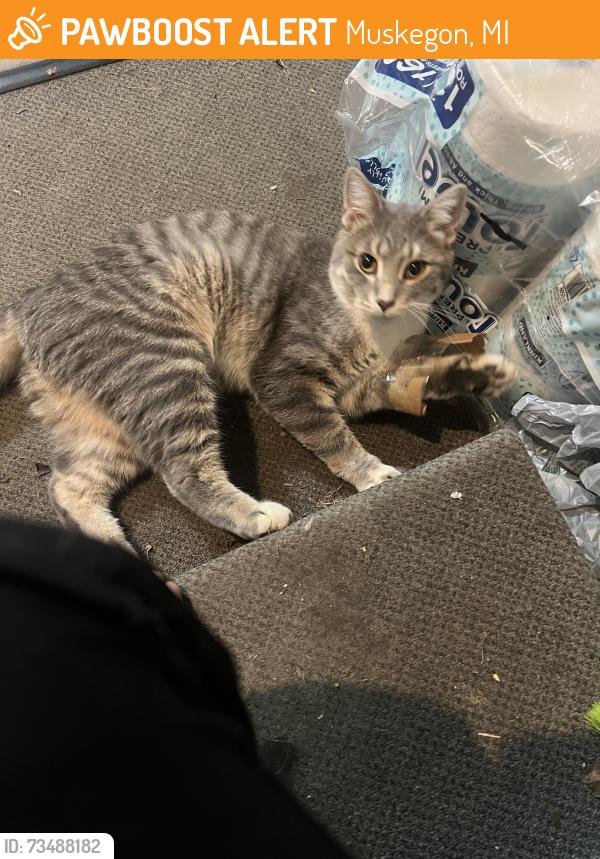 Found/Stray Male Cat last seen Muskegon mi, Muskegon, MI 49442