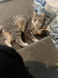 Found/Stray Male Cat last seen Muskegon mi, Muskegon, MI 49442