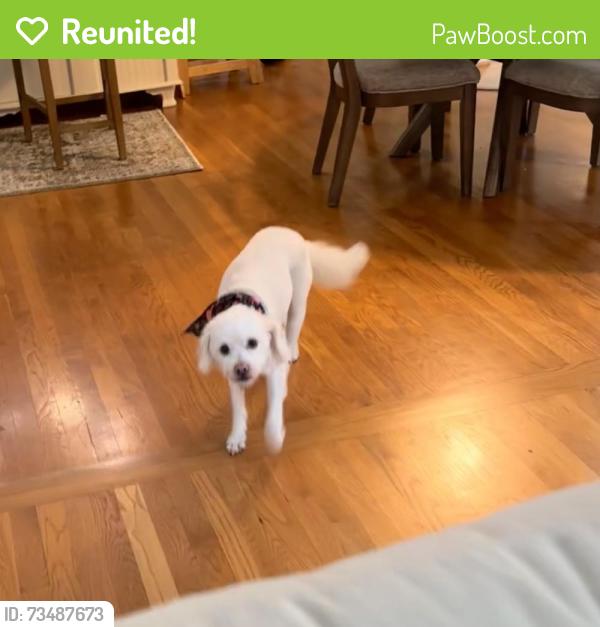 Reunited Female Dog last seen Burch Point, High Point, NC 27265