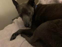 Reunited Male Dog last seen Cabazon area, Rio Rancho, NM 87124