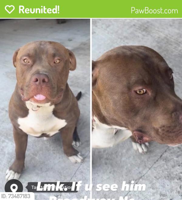 Reunited Male Dog last seen Near Dollar General subdivision, Broadway, NC 27505