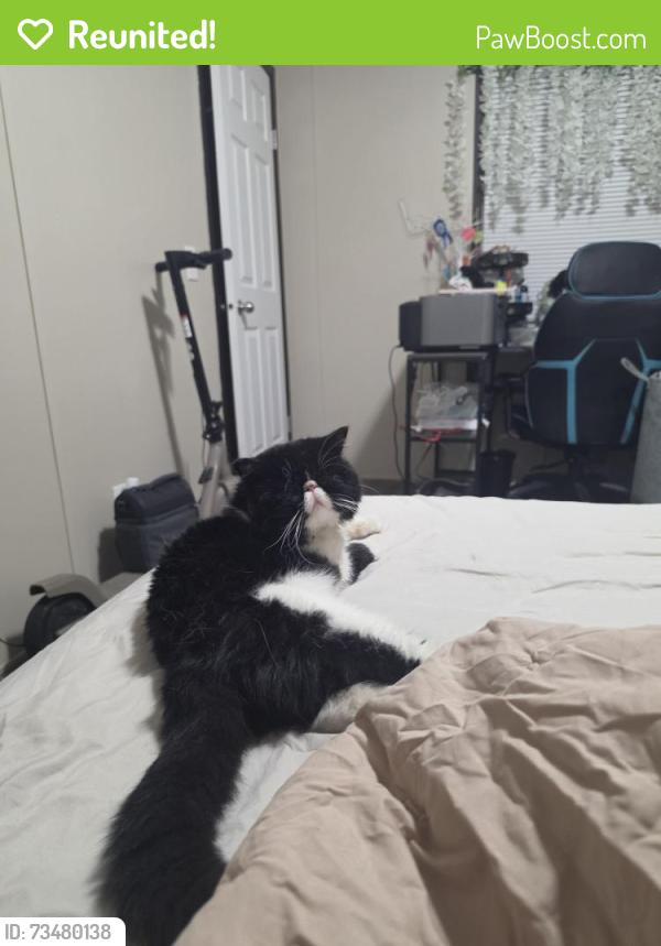 Reunited Male Cat last seen Sterling ests Justice IL, Justice, IL 60458