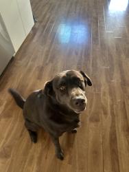 Lost Male Dog last seen San altos elementry, Lemon Grove, CA 91945