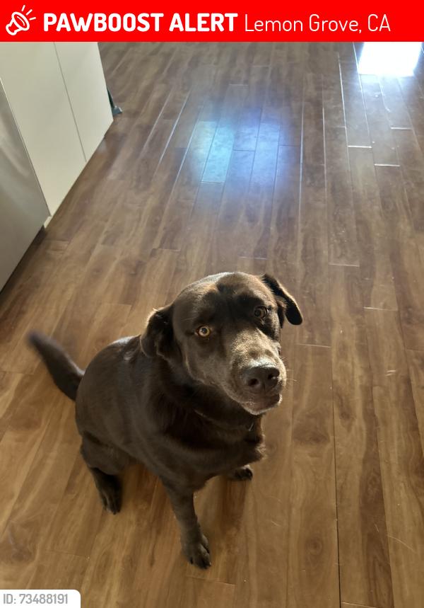 Lost Male Dog last seen San altos elementry, Lemon Grove, CA 91945
