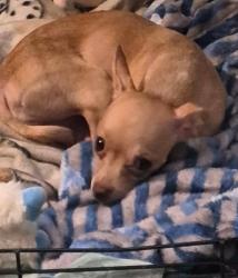 Lost Female Dog last seen Waterman, San Bernardino, CA 92405