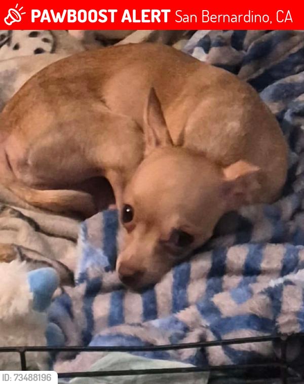 Lost Female Dog last seen Waterman, San Bernardino, CA 92405