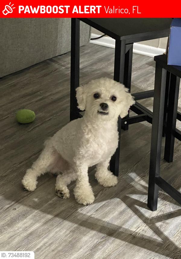 Lost Male Dog last seen Valrico zip 33594, Valrico, FL 33594