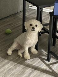 Lost Male Dog last seen Valrico zip 33594, Valrico, FL 33594