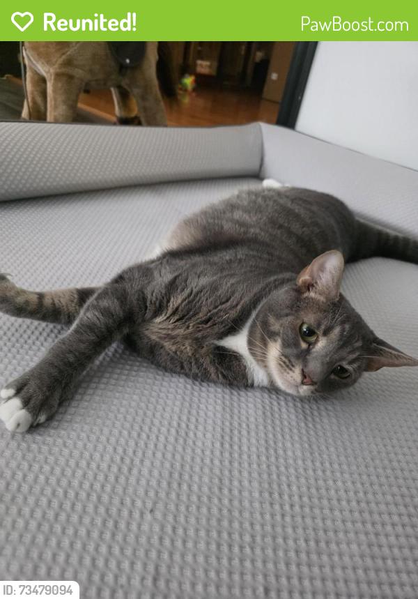 Reunited Male Cat last seen Spotted Tavern, Sousa Lane, Fredericksburg, VA 22406