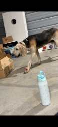Found/Stray Male Dog last seen Old 49 & Jackson creek, Asheboro, NC 27205