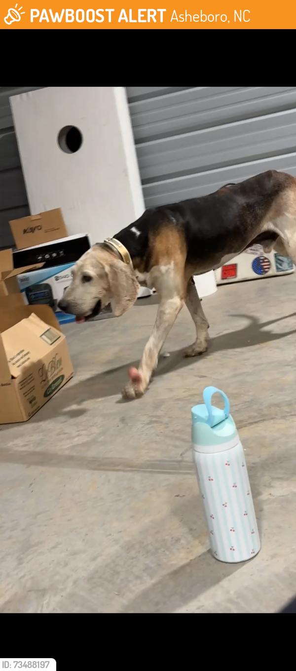 Found/Stray Male Dog last seen Old 49 & Jackson creek, Asheboro, NC 27205