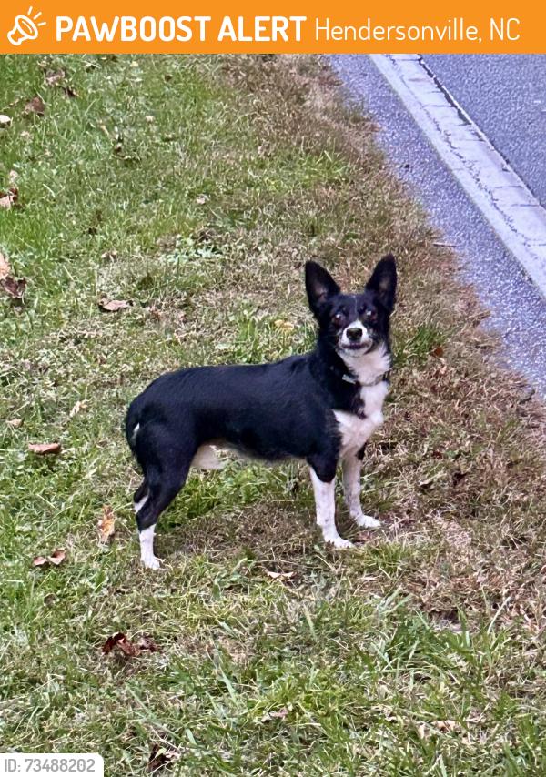 Found/Stray Male Dog last seen Hebron Rd. & Finley Cove Rd., Hendersonville, NC 28792
