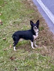 Found/Stray Male Dog last seen Hebron Rd. & Finley Cove Rd., Hendersonville, NC 28792