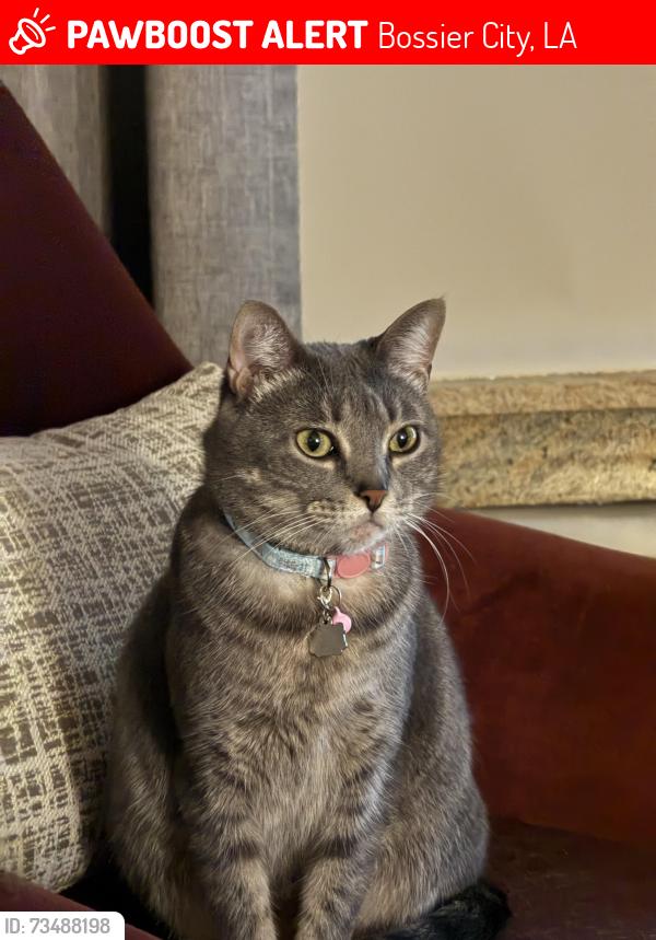 Lost Female Cat last seen Legacy Neighborhood, Bossier City, LA 71111